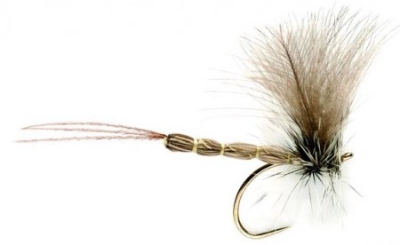 MAYFLY CDC #12