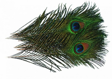 Peacock Eye Feather Natural (påfugl)