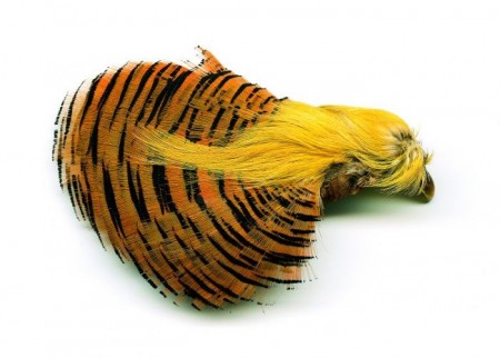 Golden Pheasant Head Natural  