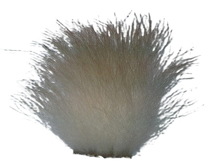 Polar Bear Body (Natural White)  