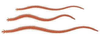 Gulp! Sandworm 15 cm New Penny