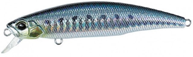 Sardine